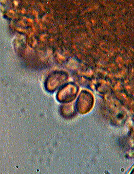 Funghi dal mio giardino (Phellinus punctatus)